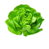lechuga-hidroponicos-mantecosa